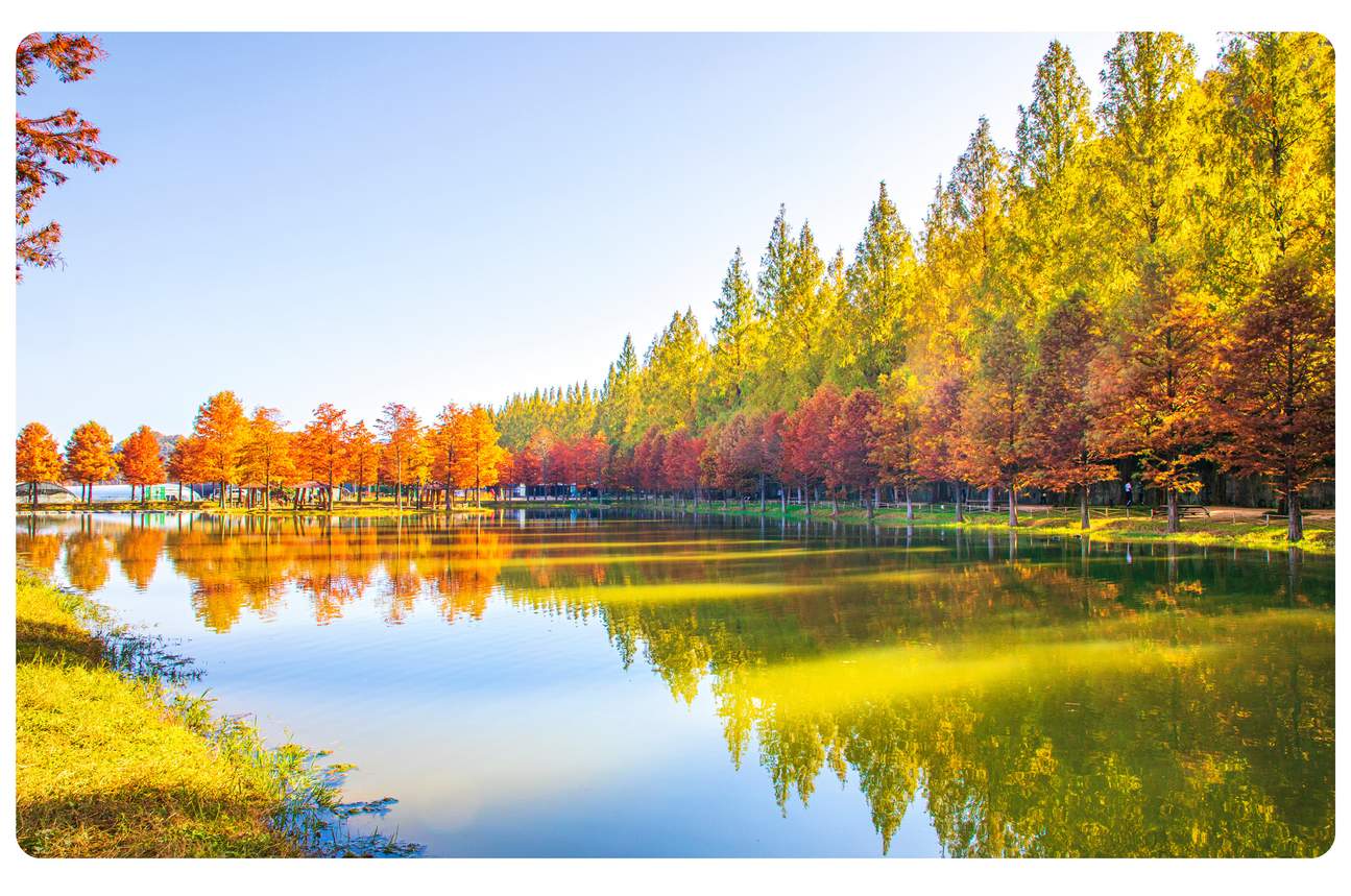 u i M a Thu R ng Tre Damyang ng Metasequoia T Busan Klook u-i-m-a-thu-r-ng-tre-damyang-ng-metasequoia-t-busan-klook